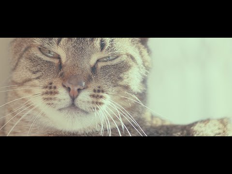 MY CAT IS SLEEPING ALL THE TIME | A CINEMATIC CAT VIDEO