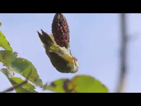 今年もホウの実にアオゲラがやって来た！：緑啄木鳥：Picus awokera：Japanese green woodpecker －神戸市