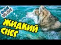 DOGVLOG: НИКОГДА НЕ ЕЗДИТЕ НА МОРЕ ОСЕНЬЮ! Хаски в шоке! Говорящая собака