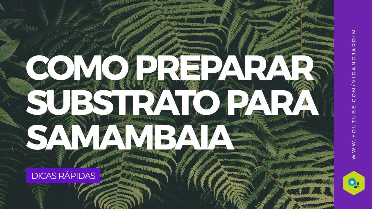 Como preparar substrato para samambaia