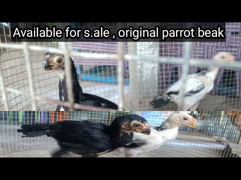 Download original quality Parrot beak long fan tail Aseel tamilnadu Lineage