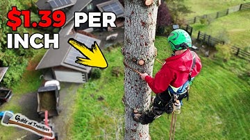 Ik rekende $ 1,39 PER INCH voor het verwijderen van deze boom! EEN GROTE Douglassparrenklus!!