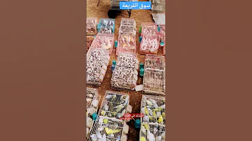 سوق القريعة للعصافير مقنين الحسون Goldfinch Bird 