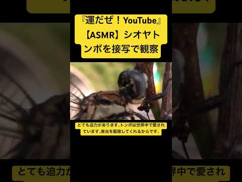 【ASMR】シオヤトンボを接写で観察 #sdgs #虫の音 #insects #sound #bug #yt #昆虫 #chewing #environment #dragon #video