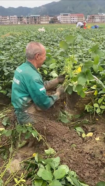 Harvesting edamame beans//Japanese soybeans