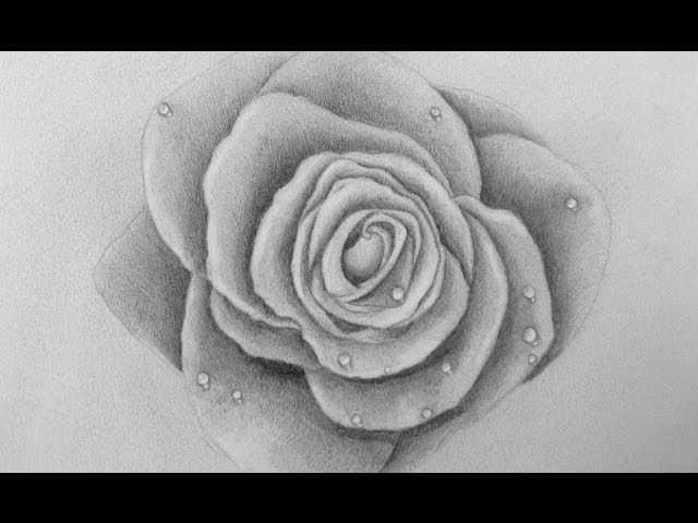  Dibujando rosas  cómo dibujar una rosa en 3D
