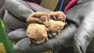 Nathusius Bat Project in London