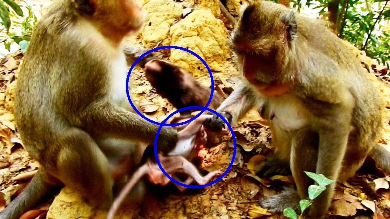foundation medicine Mg Amazing Mums Changing Babies Kiss So Sweet Toni and Gino, Babies Needs Real Warm from Mummy