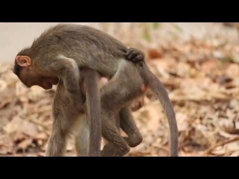 Monkeys Homosexual Activity Part - 2 | Yes Ofcourse ...Have Gay Monkeys Among Their Family!