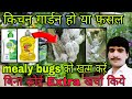 mealybug treatment/mealybugs on hibiscus plants/mealybugs/mealybug treatment in hindi