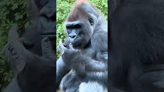 Silverback Gorilla Baraka doing a taste test !