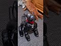 bachelor the talking robot dog