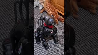 bachelor the talking robot dog