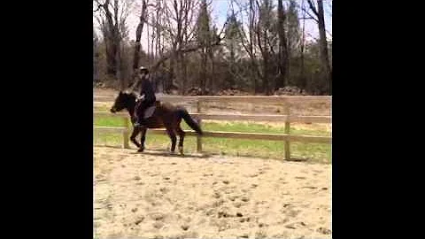 Franklin-welsh pony