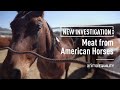 American horses slaughtered in mexico for meat  investigation by animal equality