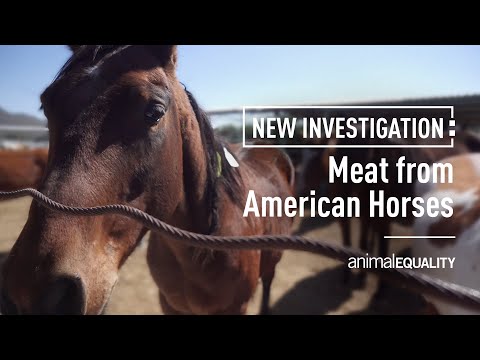 American Horses Slaughtered in Mexico for Meat | Investigation by Animal Equality