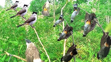 emang boleh setegang ini !! mikat burung KUTILANG liar auto raih banyak tropy