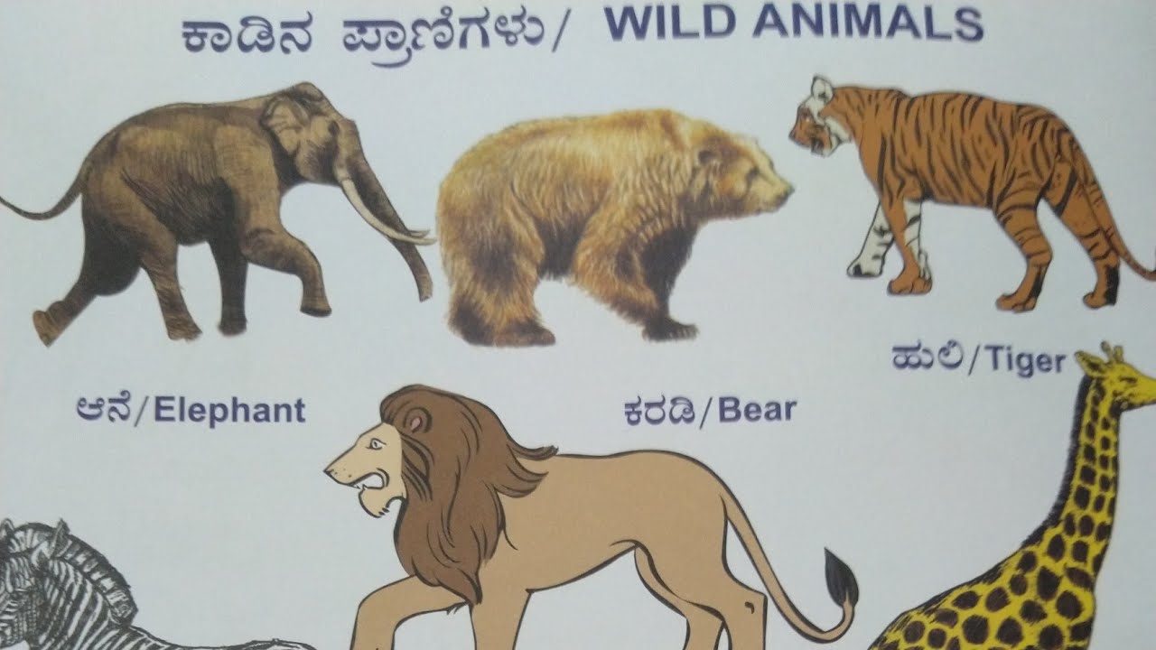 Learn Wild animal names in kannada | Kaadu pranigalu | Wild Animals | |  ಕಾಡುಪ್ರಾಣಿಗಳ ಹೆಸರು - YouTube