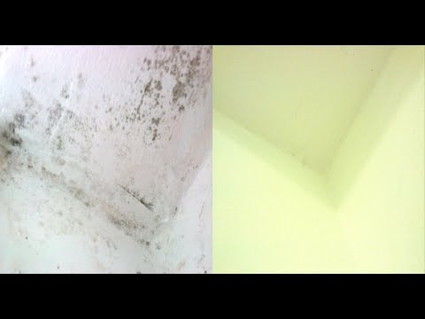 Как народными средствами избавиться навсегда от грибка и плесени на стенах в доме,подвале