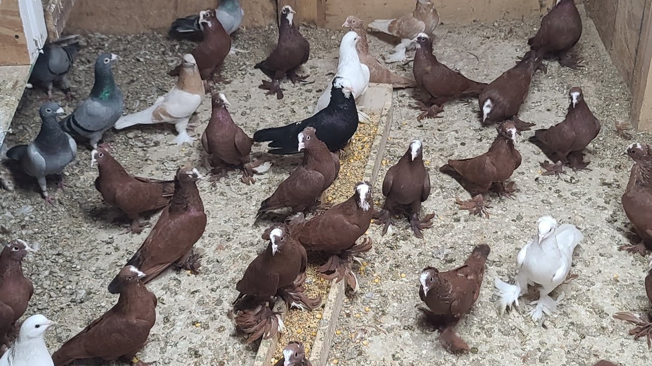 ام اللول الصكورة لعبت بينا جولة.. 🤪🤪🤪🤪. كظينة حية ههه. 💪💪💪. خسائرنا 5 اليوم  😢😢😢