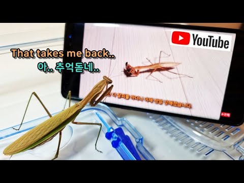 Video: 3 måter å mate sommerfugler på