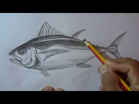 Video: How To Draw A Fish With A Pencil