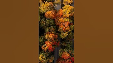 Where Technology Meets Nature: How AI is Revolutionizing Environmental Protection