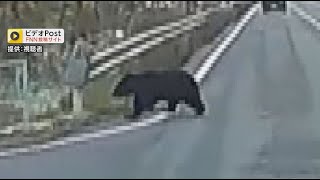 Bear spotted in residential area during children's commute to