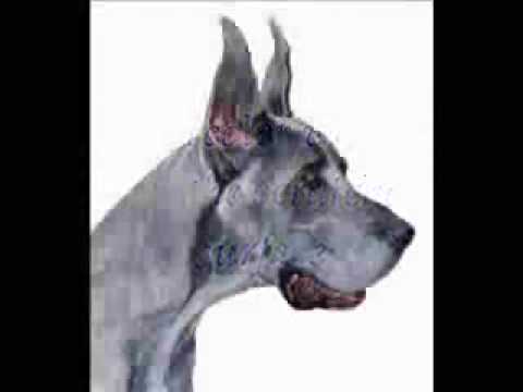 Eamonn Great Dane - portrait by Ann Ranlett