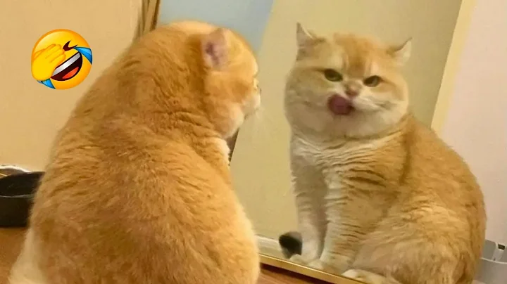 Watch the video about Purr-fectly Funny