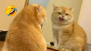 Purr-fectly Funny: Laugh Along with the Funniest Cat Videos of 2024! 😹😄 by Yufus 1,540 views 2 weeks ago 8 minutes, 12 seconds