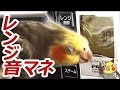 オカメインコのレンジ操作音とリズム