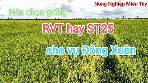Nên lựa chọn giống gì cho vụ đông xuân 2022-2023?? có nên chọn giống RVT hay ST25??