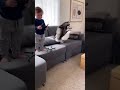 Toddler’s Drone Pilot Skills Cause Total Chaos! 🚁🐶🐱 #chihuahua #funny #pets #dog #funnyanimals #cute