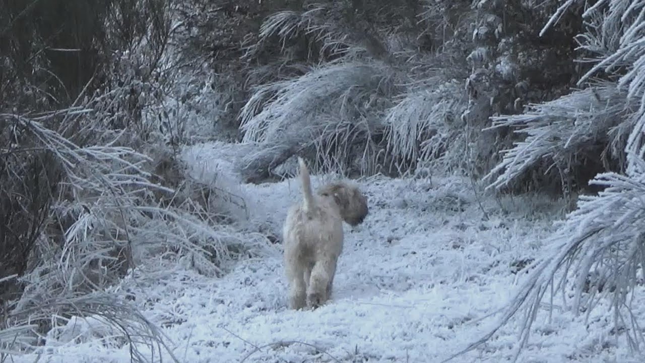 Wheaten Terrier Pup | Heart of Ice