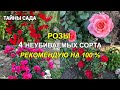 Наши розы в октябре. РОЗЫ, КОТОРЫЕ НЕ ПОДВЕДУТ 100 %. Лучшие сорта роз. Осенняя прогулка по саду.