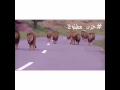 فزعه الأسود الرجل جنود سلمان تحزم تحزم