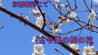 京都御所にて、古今集の梅の歌