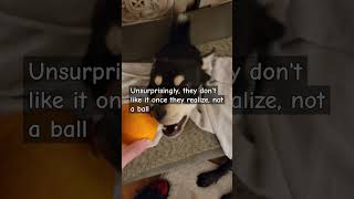Dogs hate Citrus orange dog funny shorts