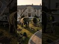 From Empty Lawn to Giant Lion & Elephant Paradise