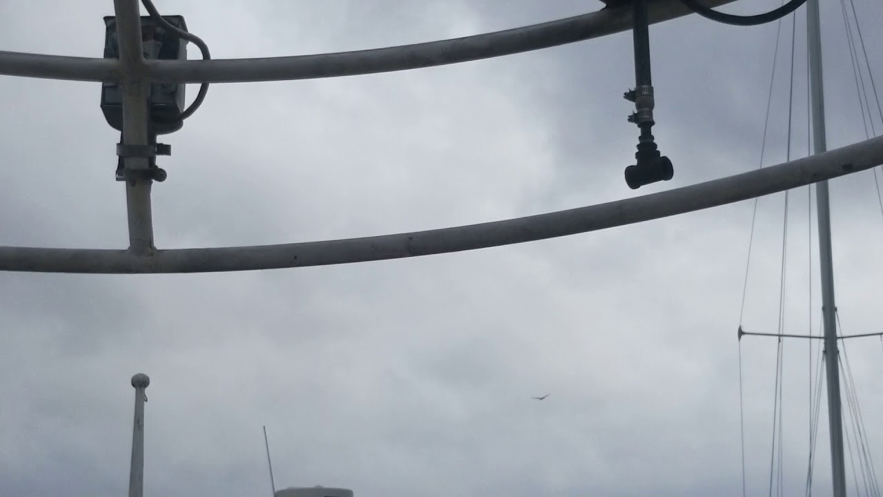 Bird in his element, hurricane Florence, cape fear north Carolina - YouTube