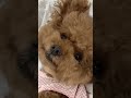 #dog #dogsofinstagram #dogs #dogstagram #instadog #doglover #dogoftheday #ilovemydog #frenchbulldog