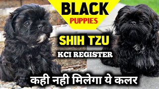 Ultimate BLACK SHIHZTU | Kci register Shih tzu puppies | Rare color