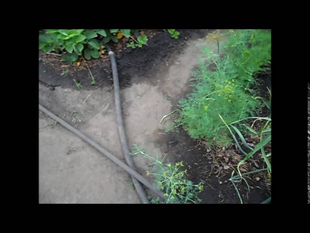 Выращивание укропа в открытом грунте