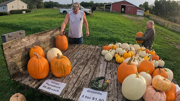 Field To Farm Stand. Pumpkin Season on Our Small Farm