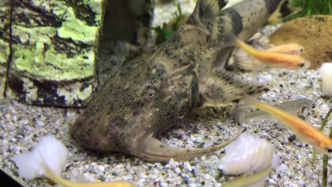 New Baby Goonch Catfish 7/24/18 YouTube