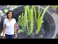 Growing green onions from green onion roots (with actual results)