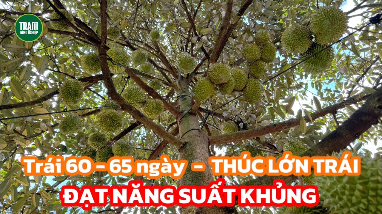 Sầu riêng 60 - 65 ngày cần làm gì để thúc lớn trái tối đa - 