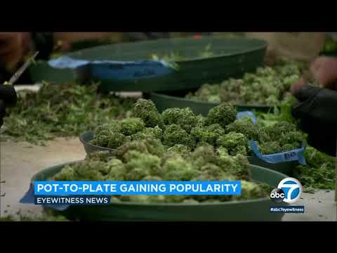 Hashish cuisine recipes coming to Calif. restaurants | ABC7 thumbnail