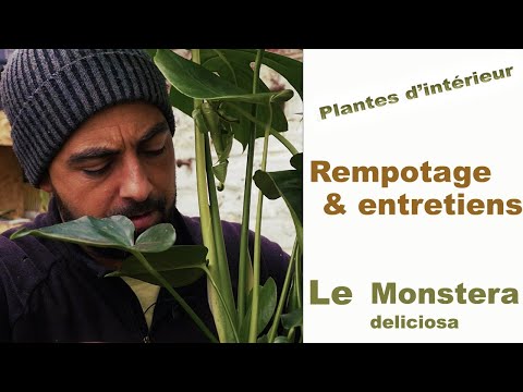 Vidéo: Quelle terre pour le monstera ?